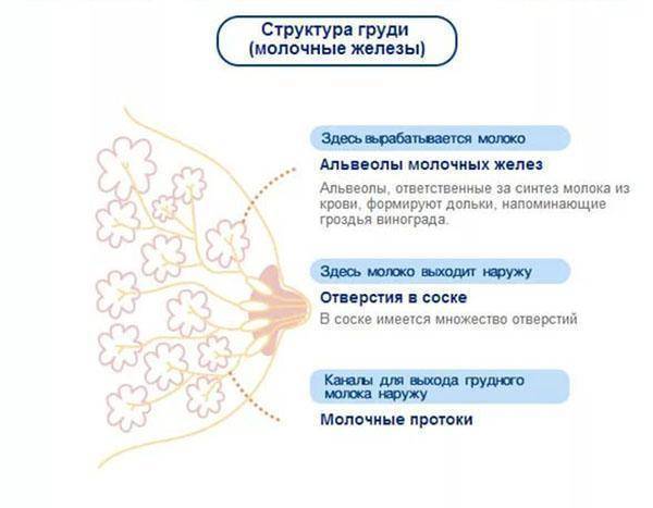 Гиперменструальный синдром: обильные месячные | университетская клиника