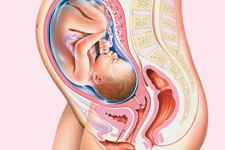 Гипертонус матки при беременности: что это, причины и лечение |
 эко-блог