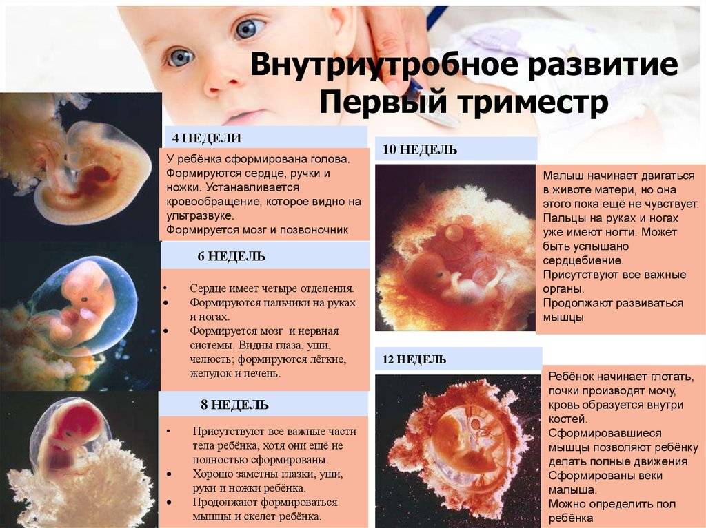 5 месяц беременности – что происходит с малышом, живот на пятом месяце беременности, с какой недели начинается – agulife.ru - agulife.ru
