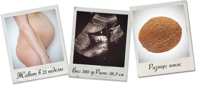 Срок беременности 21 неделя — плод, живот, шевеления, ощущения, узи, анализы