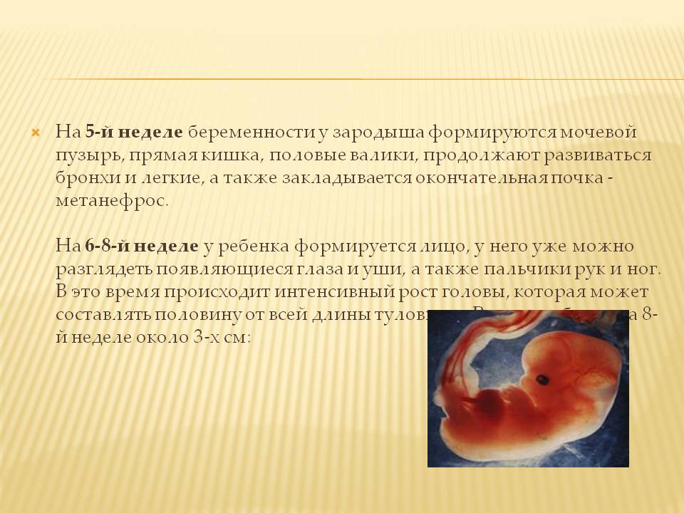 Признаки замершей беременности в первом триместре