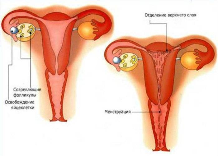 Сбой месячных: каким должен быть менструальный цикл в идеале