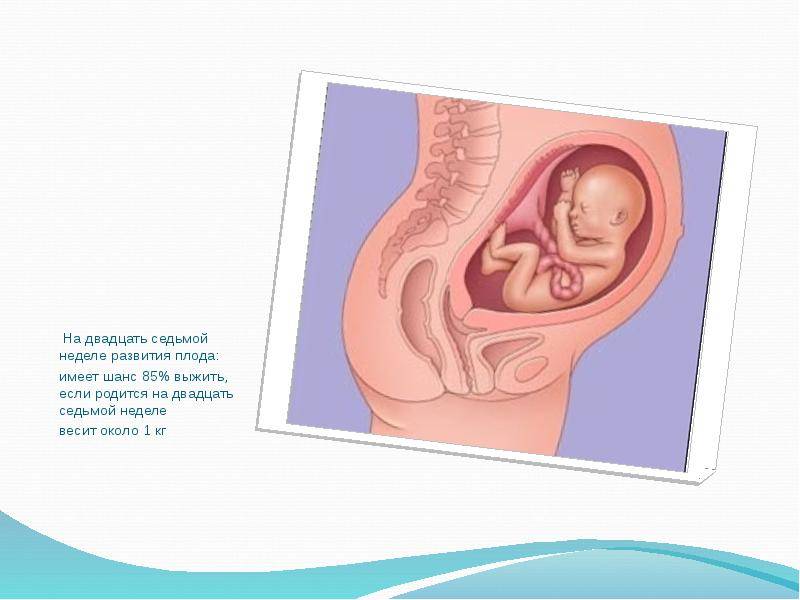 Развитие плода до 12 недель беременности: а что происходит в животике мамы