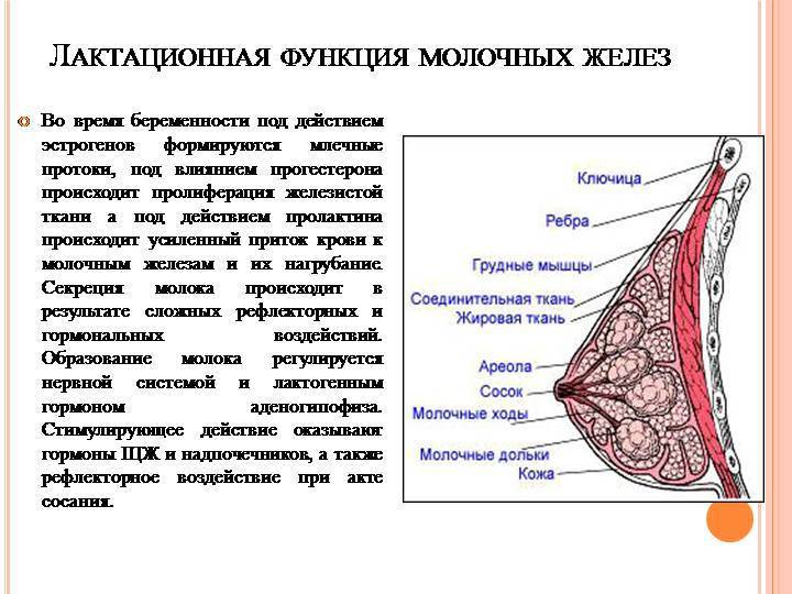 Строение женских молочных желез