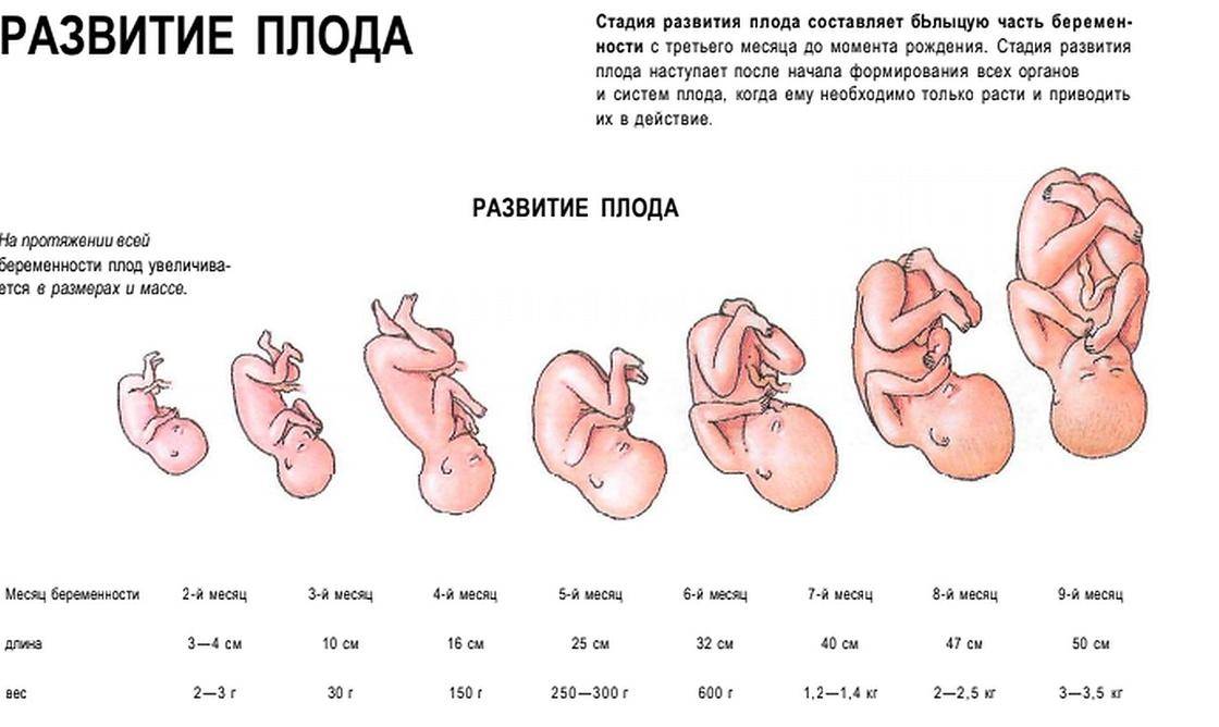 С какого срока беременность считается доношенной? на каком сроке беременность считается доношенной