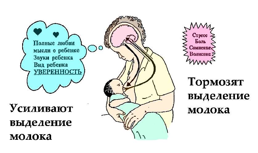 Почему нет молока после родов и как ускорить приход