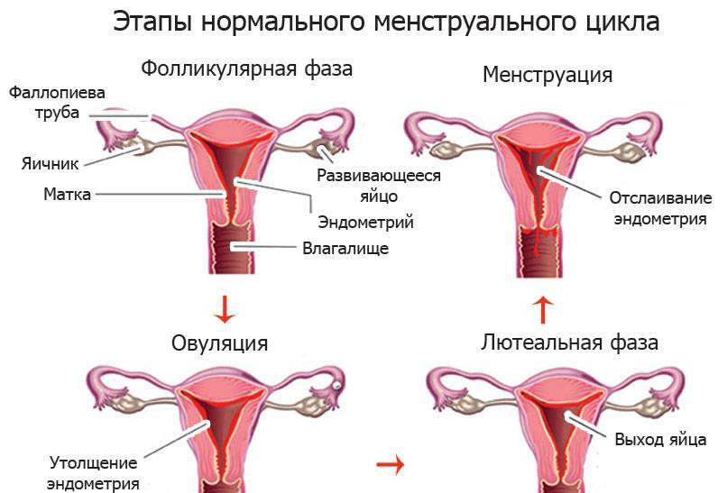 Как быстро спровоцировать менструацию при задержке: топ 10 методов