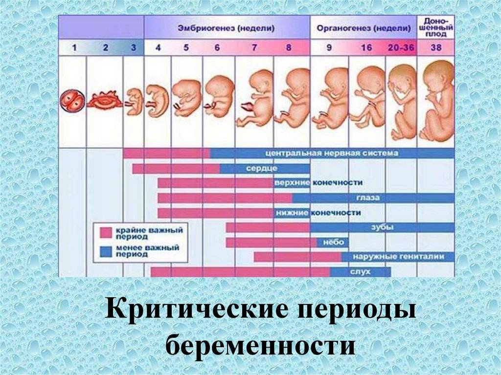 Калькуляторы беременности