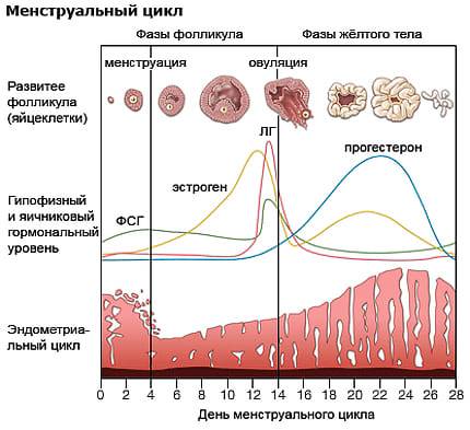 Эндометриоз матки:  симптомы и лечение у женщин. советы врача-гинеколога