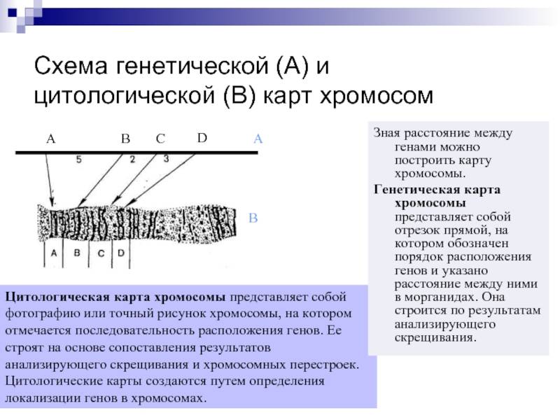 Анализ крови на хромосомные патологии плода: где сдать, отзывы, цены — медицинский женский центр в москве