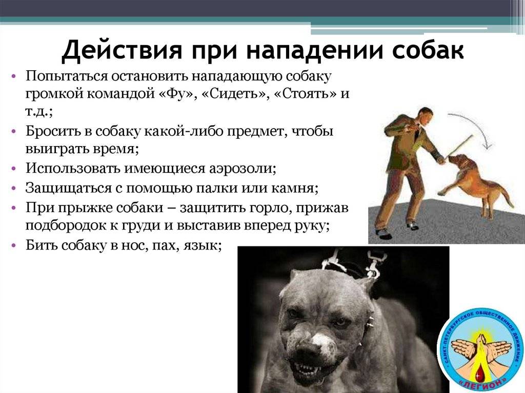 Что делать, если вас укусила собака?
