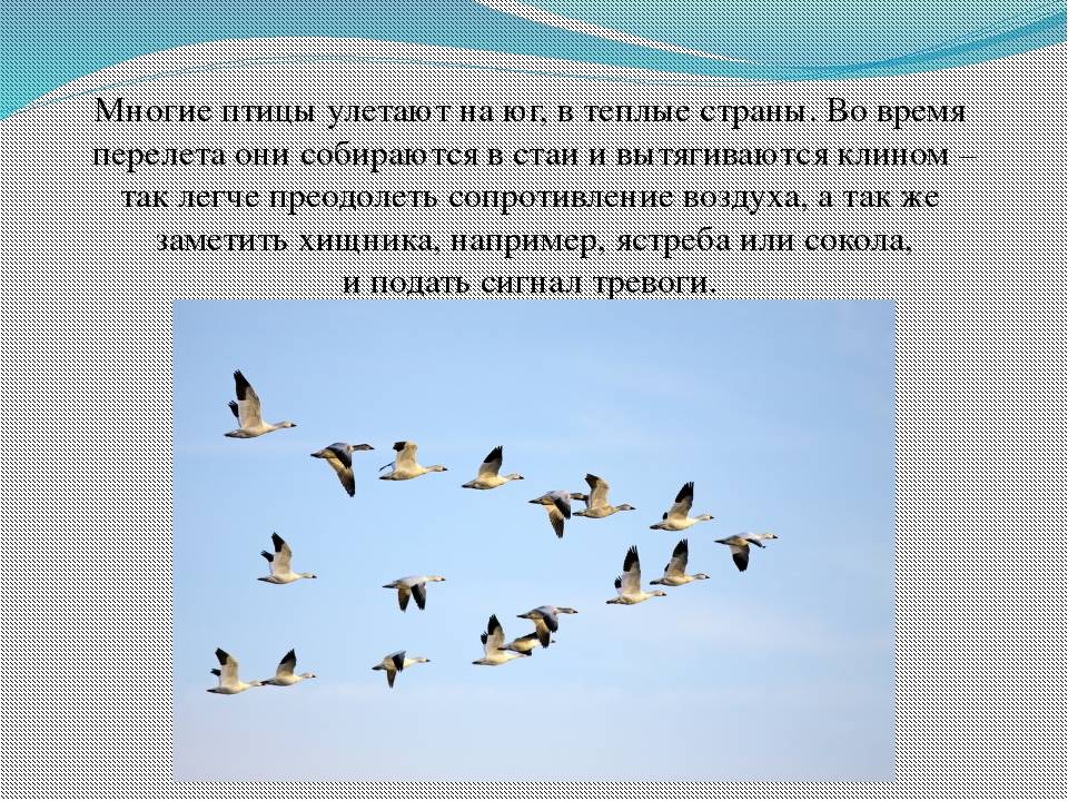 Конспект по познанию в средней группе «почему улетели птицы?». воспитателям детских садов, школьным учителям и педагогам - маам.ру