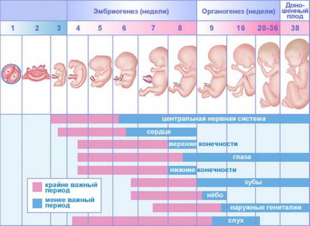 Беременность 4 недели – один из важнейших этапов в развитии ребенка | компетентно о здоровье на ilive