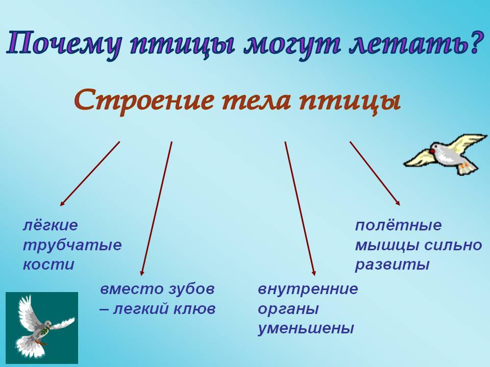 Почему птицы летают. Почему птицы могут летать. Зачем птицам летать. Что помогает птицам летать.