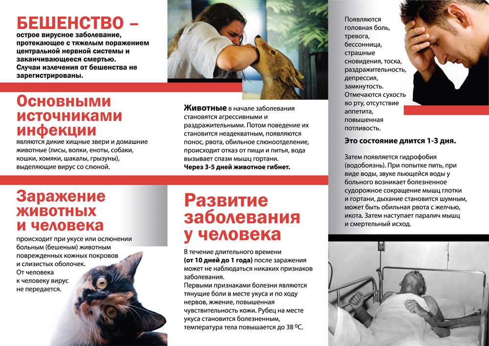 Ответственность собственника собаки, если она укусила ребенка