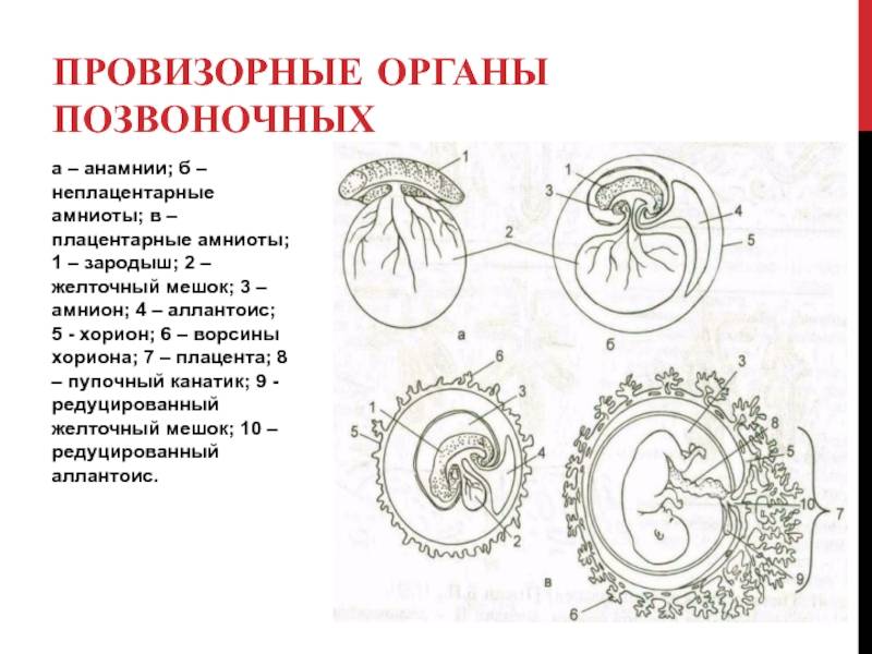 Нормы диаметра плодного яйца по неделям беременности таблица | плодное яйцо на 3,4,5, 6,7, 8, 9 неделе - probirka.org