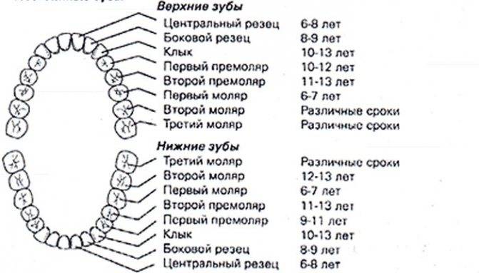 Схема смены зубов у детей на постоянные