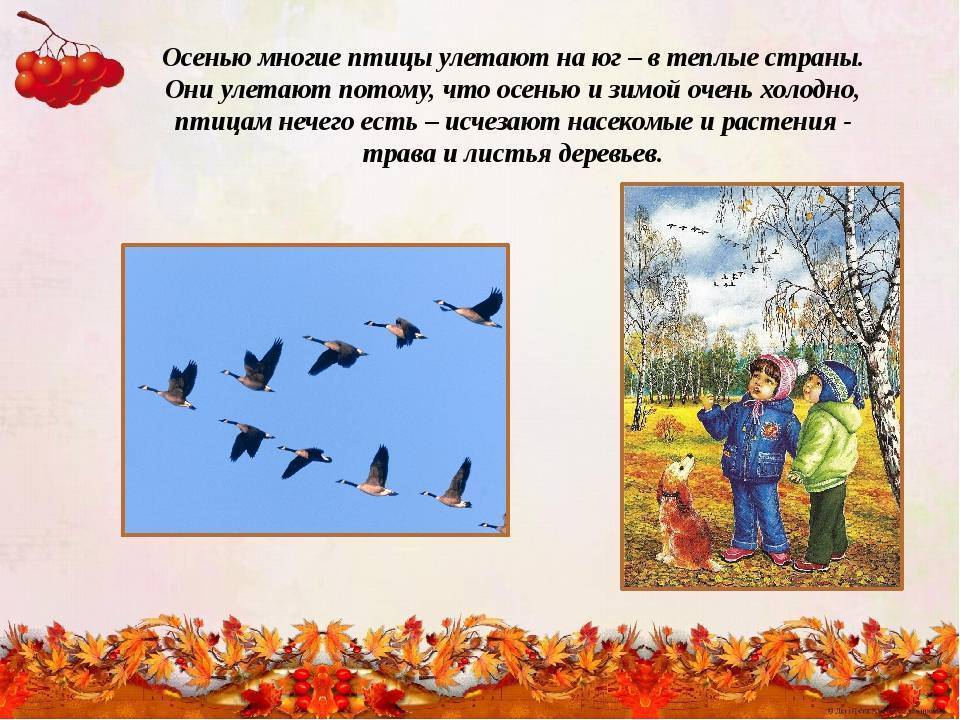 Исследовательский проект в старшей группе "почему птицы улетают на юг."  - "академия педагогических проектов российской федерации"