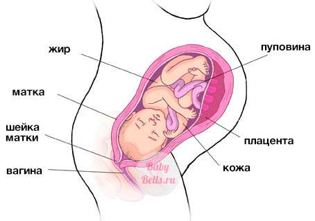 Каковы нормы узи диагностики плода на 39 неделе беременности?