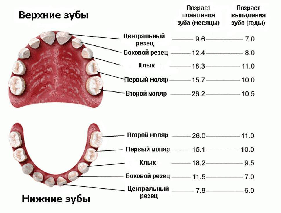 Схема выпадения молочных