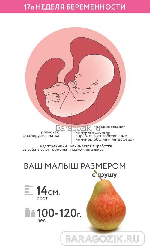 16-я неделя беременности: развитие плода и изменения у мамы