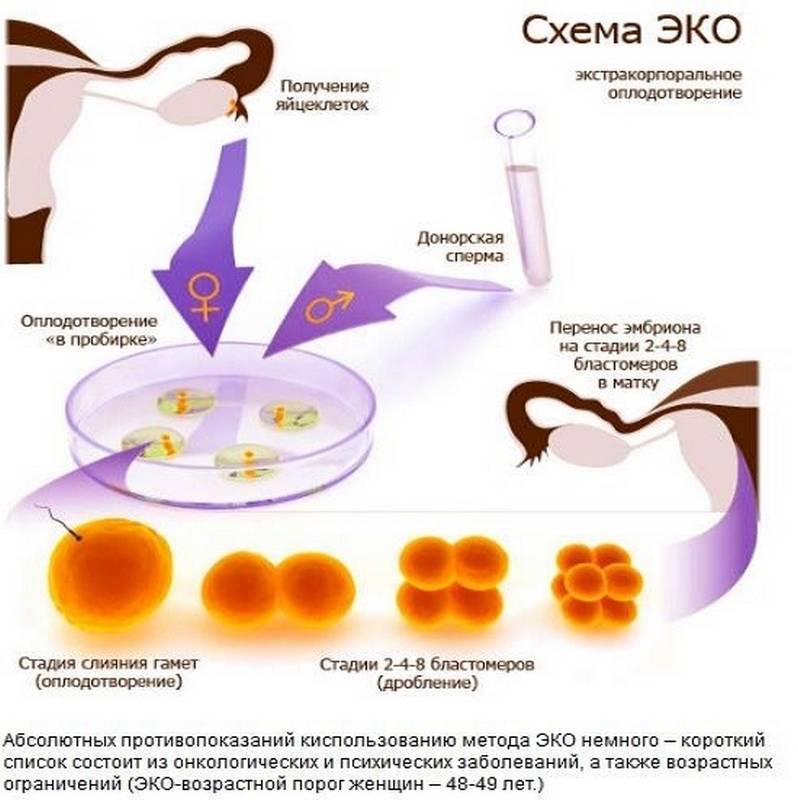 Классификация эмбрионов при эко: качество, культивация и их классы