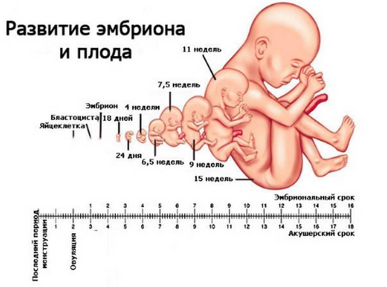 На каком сроке начинает шевелиться ребенок: когда происходит шевеление при 1 и 2 беременности