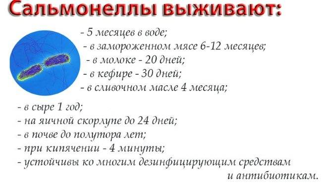 Кишечные инфекции: сальмонеллез, кишечная палочка, дизентерия