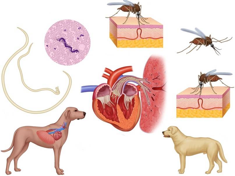 Дирофиляриоз у собак и кошек - лечение, симптомы, профилактика в москве. ветлиника "зоостатус"