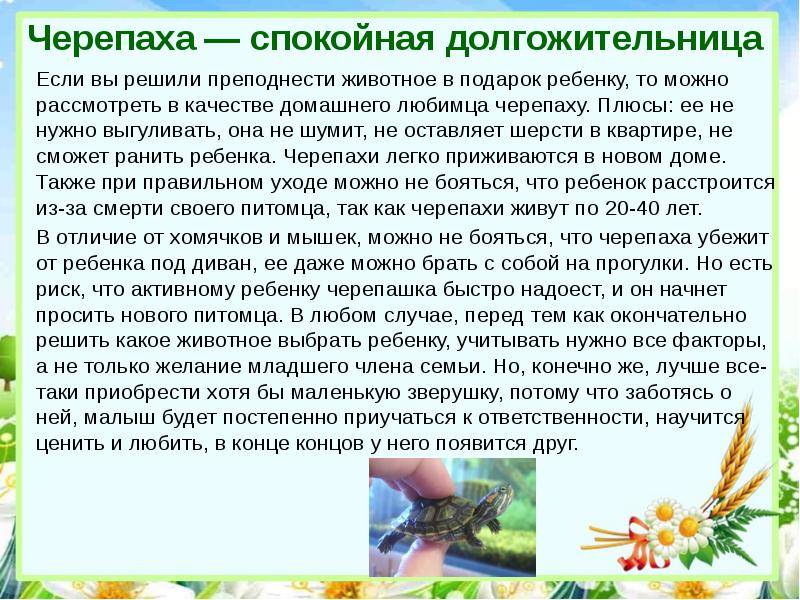 Дети и домашние животные. стоит ли заводить питомца для ребенка? - дети, животные в доме, выбор питомца, уход, обязанности