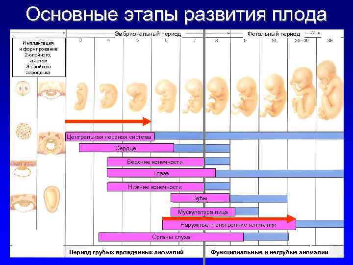 Вероятность беременности после эко | клиника "центр эко" в москве