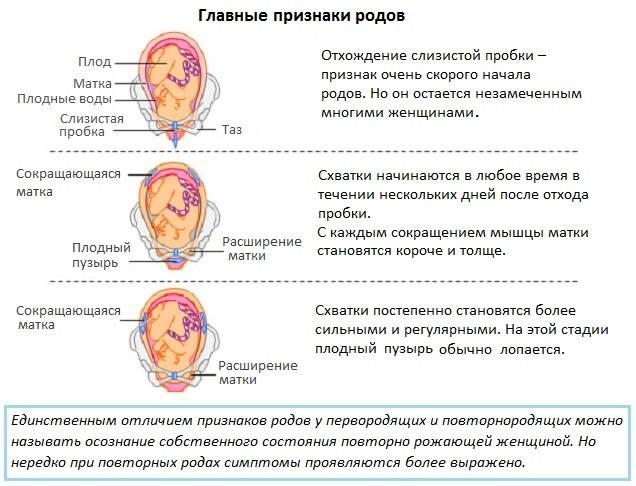 ᐉ сколько должна отходить пробка у беременных. какие бывают пробки перед родами? когда отходит и какого цвета пробка перед родами - ➡ sp-kupavna.ru