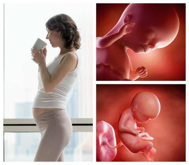 Все о 17 неделе беременности: размер плода, развитие, ощущения