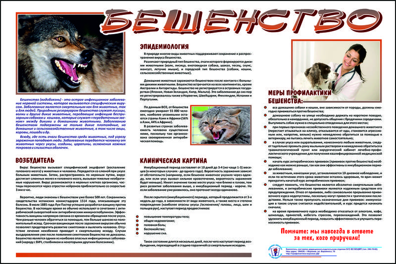Если кошку покусала собака. первая помощь | блог ветклиники "беланта"