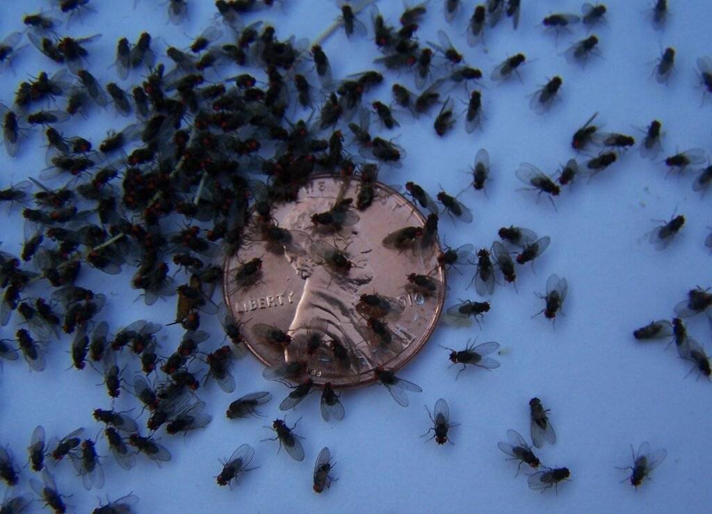 У ребенка панический страх перед мухами: памятка родителям
