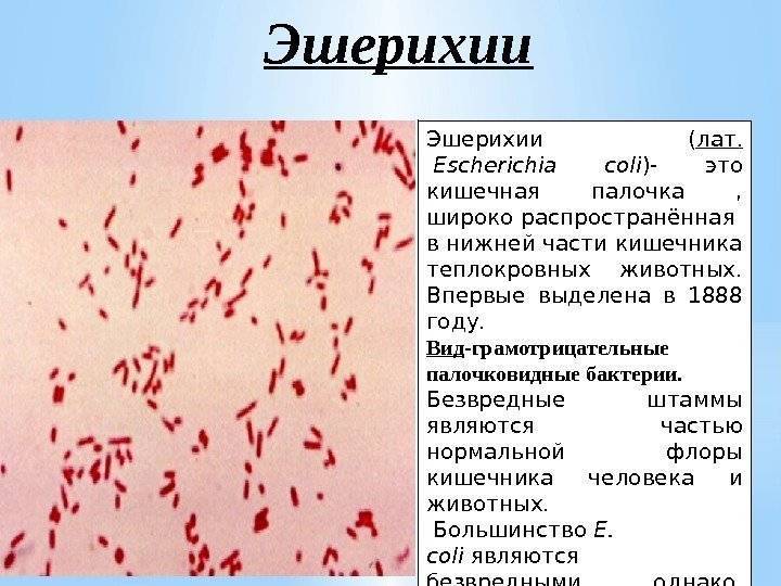Бактерии клебсиеллы: причины и виды инфекций
