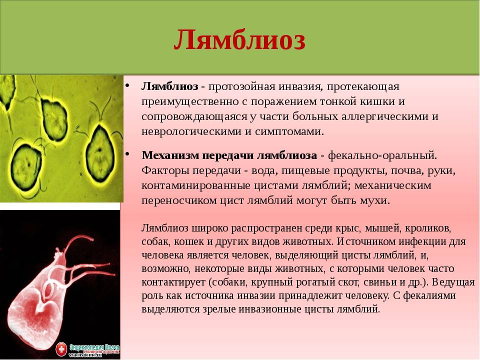 Симптомы лямблиоза | компетентно о здоровье на ilive