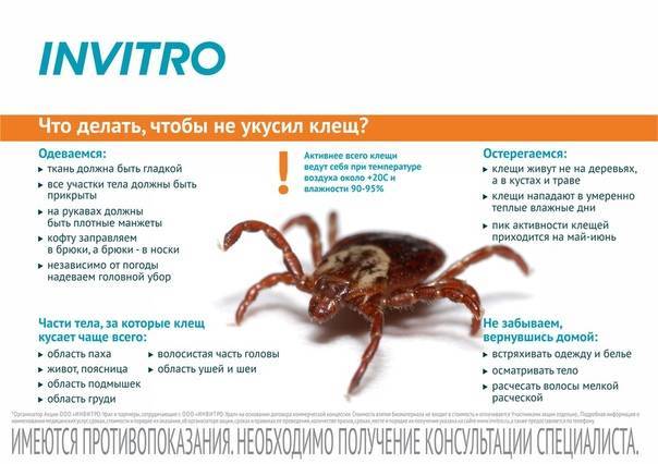 Что делать после укуса клеща? | компетентно о здоровье на ilive