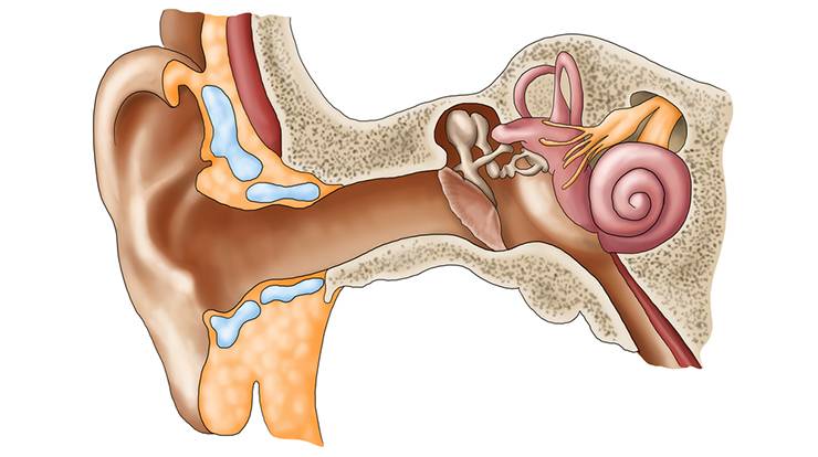 Отит среднего уха у детей (хронический) - симптомы болезни, профилактика и лечение отита среднего уха у детей (хронического), причины заболевания и его диагностика на eurolab