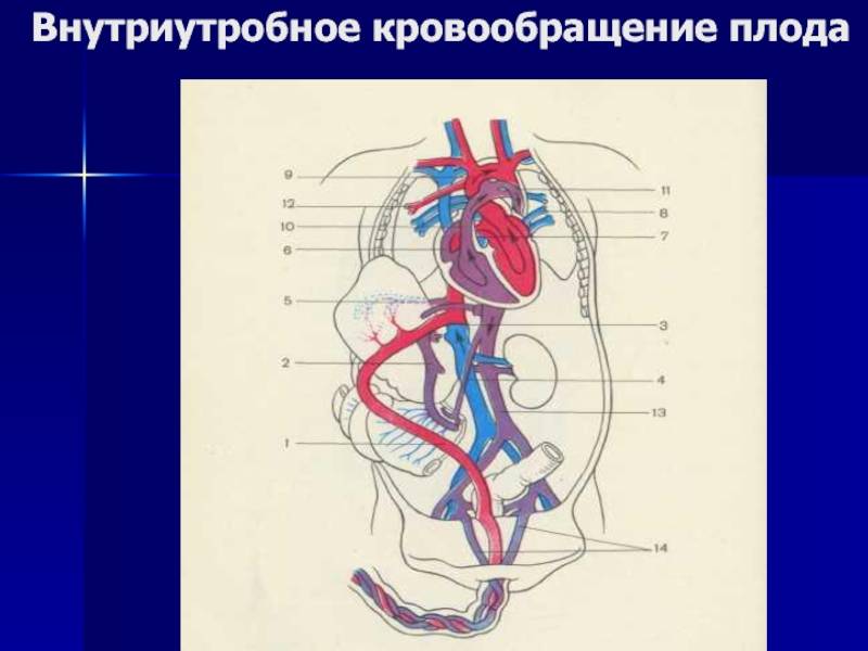 Анатомо физиологические особенности кровообращения плода и новорожденного. плохое кровообращение у новорожденного. последствия сбоев кровообращения