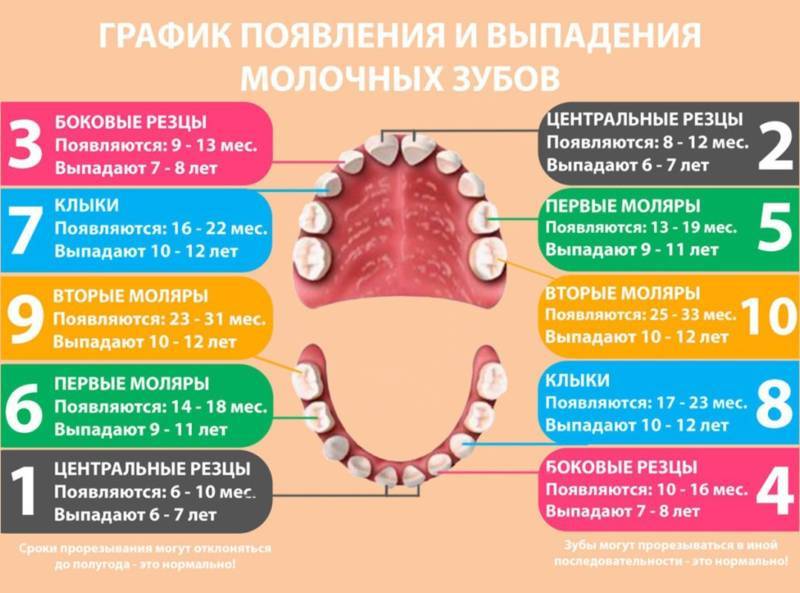 Выпал первый молочный зуб, консультация стоматолога