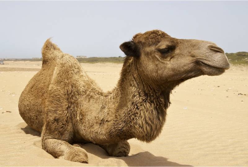 Сага о верблюде. как устроен «корабль пустыни»? | животные | школажизни.ру