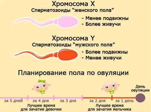 ДЛЯ ТЕХ, КТО ХОЧЕТ РЕБЕНКА Читайте внимательно! Узнайте свой точный график зачат