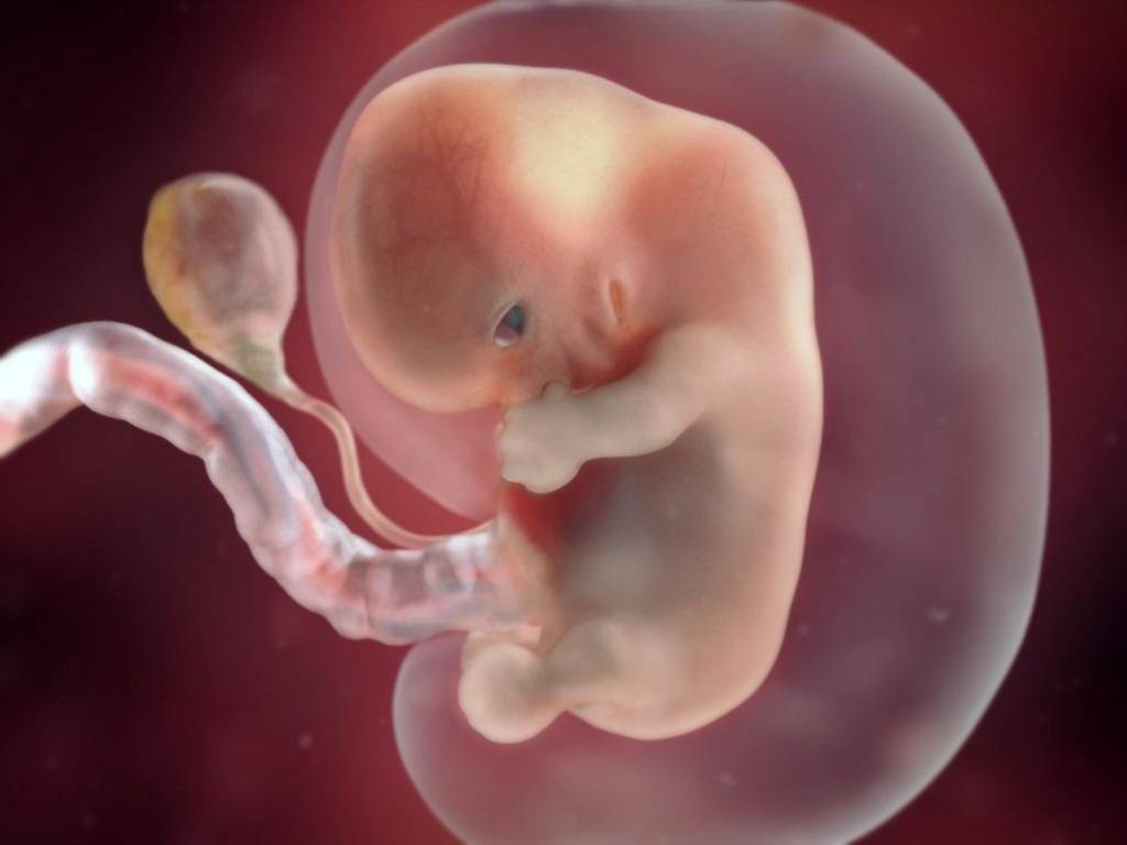 Второй месяц беременности - признаки, ощущения, анализы, развитие плода