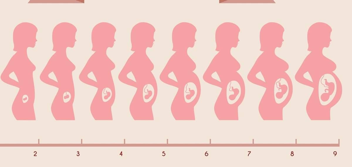 Видео: Все этапы беременности