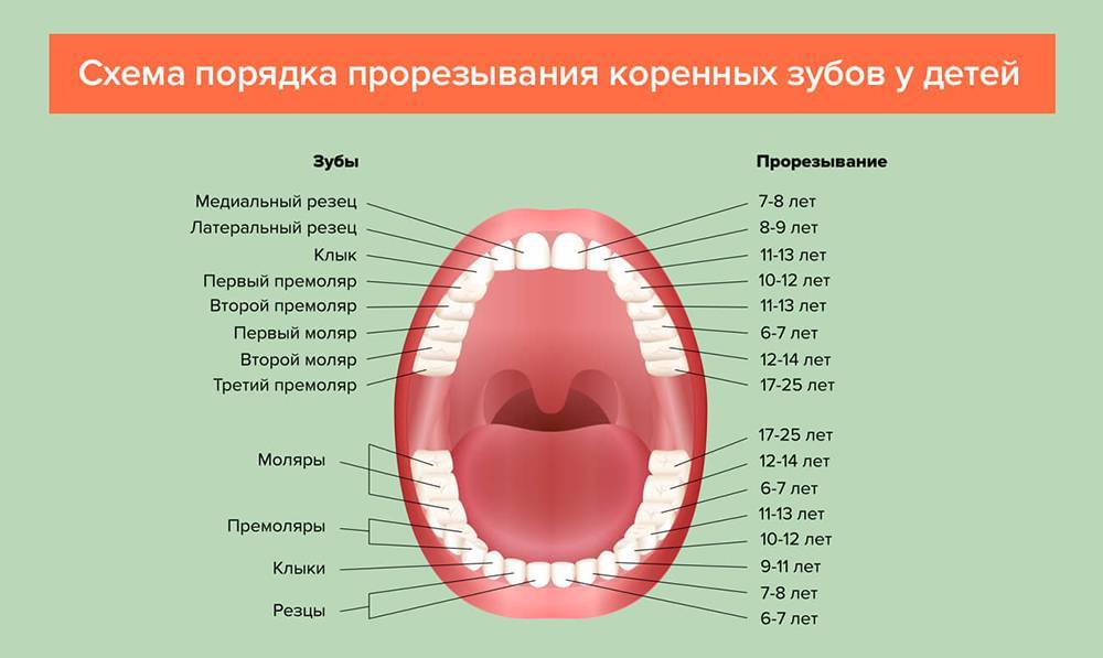 Как укрепить зубы в домашних условиях и у стоматолога | структура и свойства эмали зубов