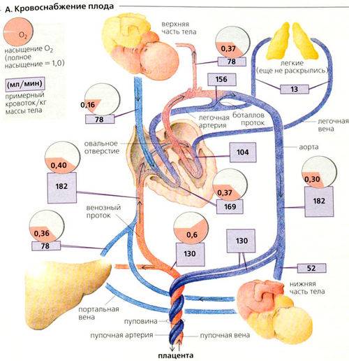 Кровообращение плода: особенности анатомии, схема и описание гемодинамики