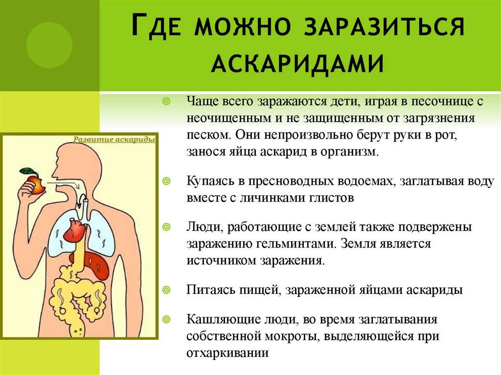 Анализ на антитела к аскаридам: показания, нормы — online-diagnos.ru