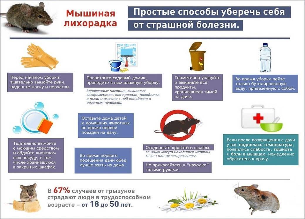 Мышиная лихорадка: симптомы и лечение у мужчин, женщин и детей, как передается - medside.ru
