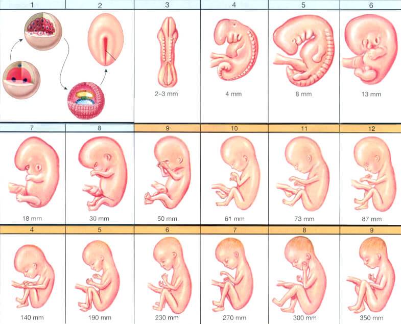 7-й месяц беременности — изменения в организме мамы и малыша